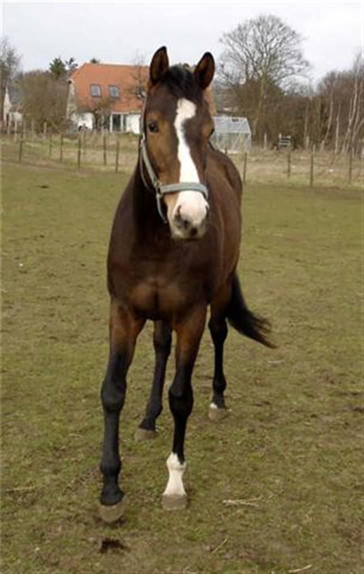 Fuldblod (XX) Papaia billede 4