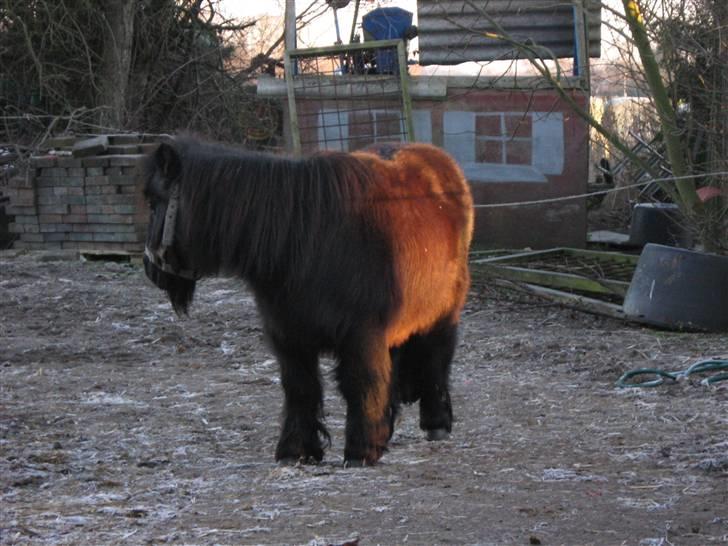 Shetlænder Lotte billede 11