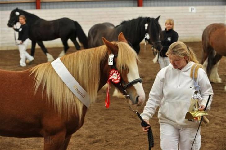 Irish Cob Flora  May´s Kenya - Kenya Fløj Plag 2008  med  super flotte karakterer :o) billede 6