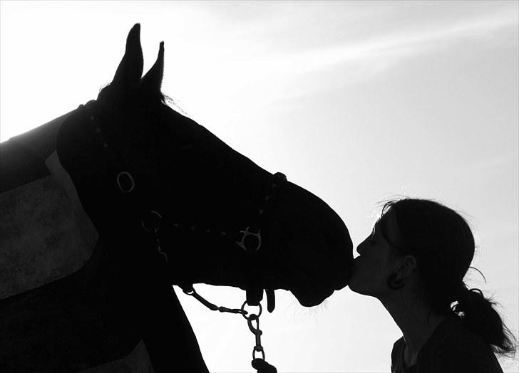 Dansk Varmblod Kananka skovgaard - 16.06.10 en møøøøs fra min herlige hest :D Foto: Kæresten <3 billede 17