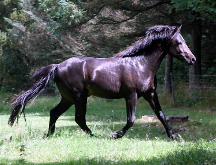 New Forest Vestergaards Zeus - Smukke Zeus, ved vores første møde juli 2008 billede 2