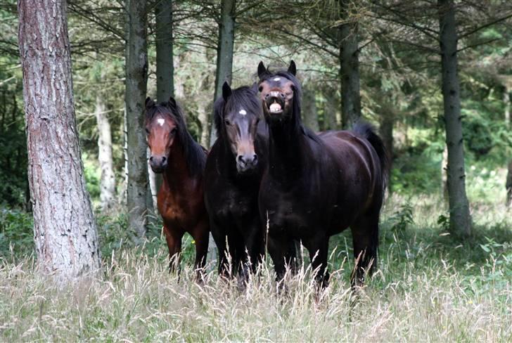 New Forest Vestergaards Zeus - Her er sommerkammeraterne og Zeus billede 5