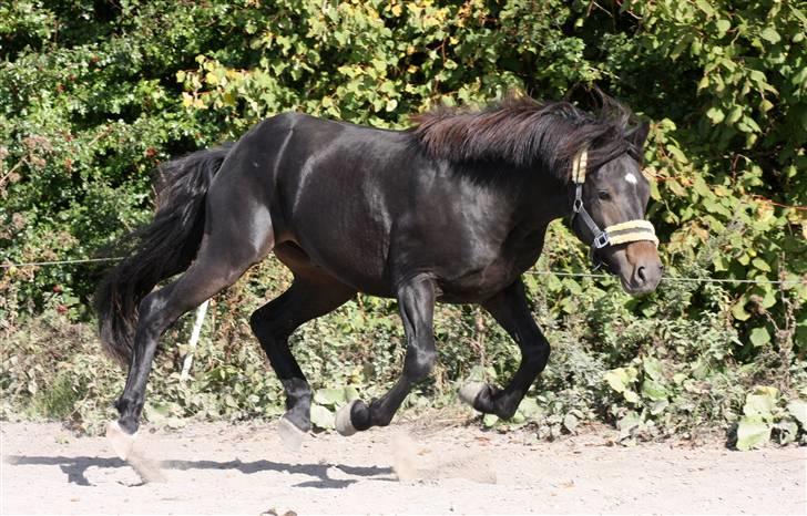 New Forest Vestergaards Zeus - I belive i can fly :) billede 7