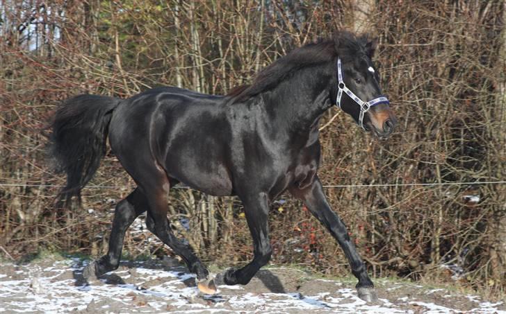 New Forest Vestergaards Zeus - Slutningen af oktober, syns man kan se han har ændret sig... billede 8