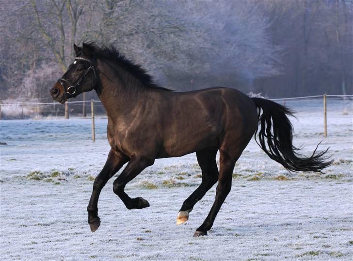 New Forest Vestergaards Zeus - Zeus på årets sidste smukke dag 31.december 2008 billede 10