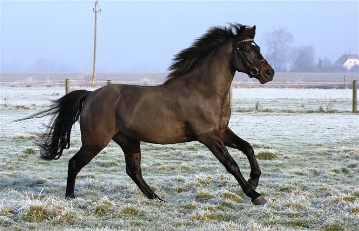 New Forest Vestergaards Zeus - Skøn hest på vej ind i 2009 :) glæder mig til at følge dig.... billede 11