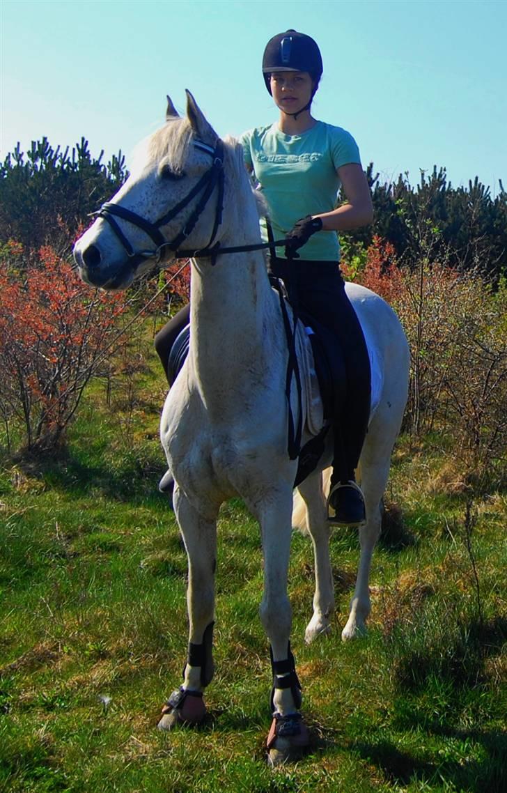 Connemara Uskærgaards Rex Sixteen - Foto ; rikkemathiesen billede 19