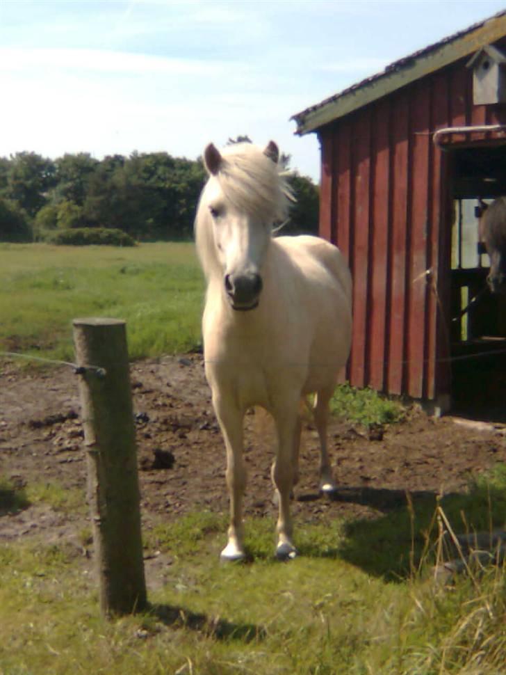 Islænder FREJA fra MYRETUE SOLGT - Er jeg ikke bare smuk ? 8) billede 2