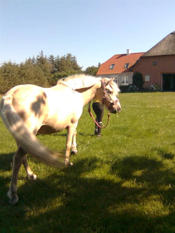 Islænder FREJA fra MYRETUE SOLGT - Der havde hun lige fået lavet en super sej fletning<3 Tak Mathilde:D billede 4
