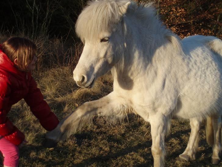 Islænder FREJA fra MYRETUE SOLGT billede 13