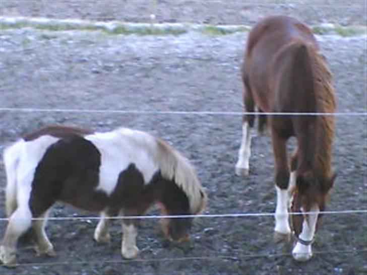 Anden særlig race Osvald (opr. af passer) - Laika og Osvald på folden billede 9