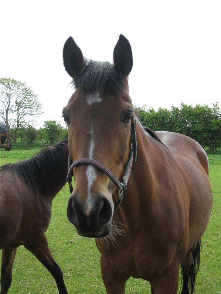 Anden særlig race Aladdin - Aladdin2 billede 3