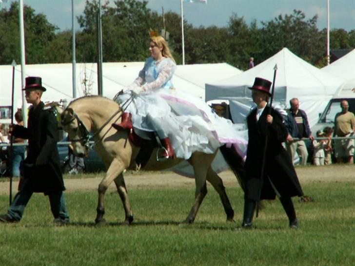 Welsh Partbred (Sec F) Donna Amalina Østervang billede 3