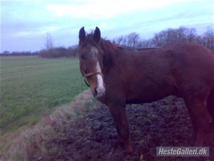 Anden særlig race lucas billede 7