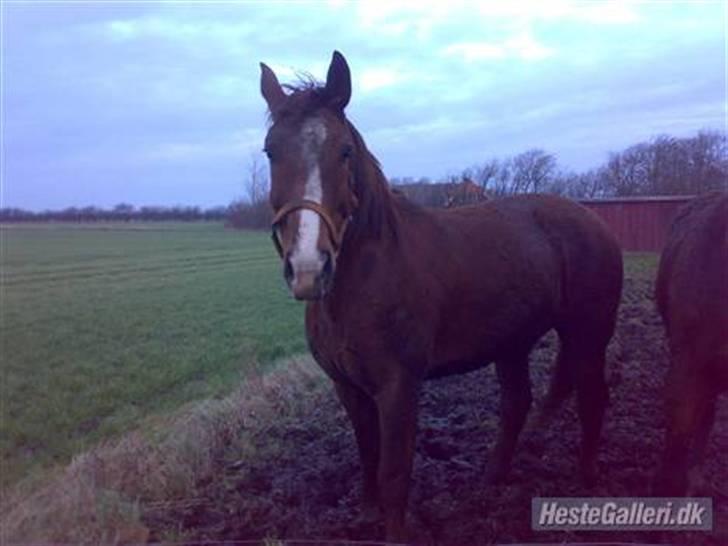 Anden særlig race lucas billede 8