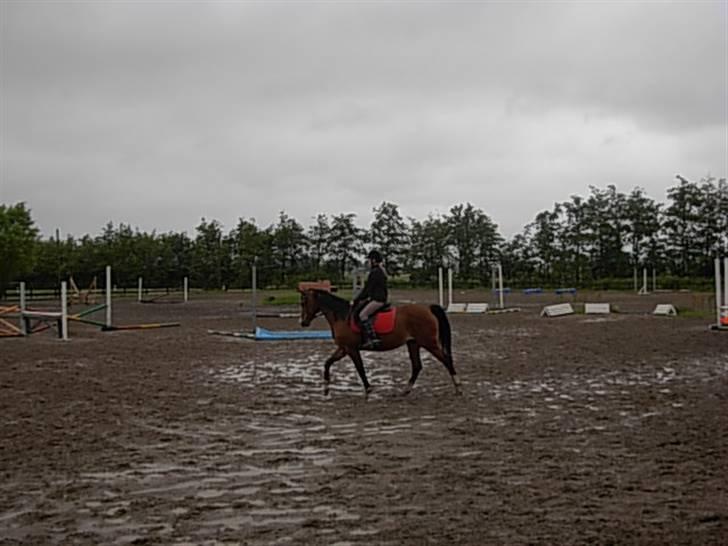 Anden særlig race Abi   gone ); billede 15