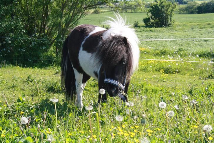 Anden særlig race Shetter *Fernando* billede 10