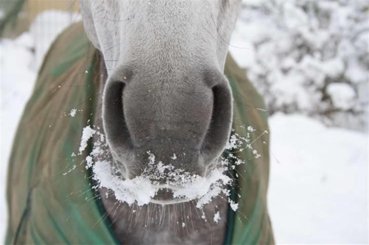 Arabisk fuldblod (OX) Filou (himmelhest) <3 - Filous første møde med sneen 2010 billede 5