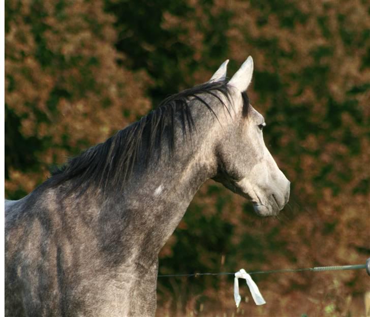 Arabisk fuldblod (OX) Filou (himmelhest) <3 billede 6