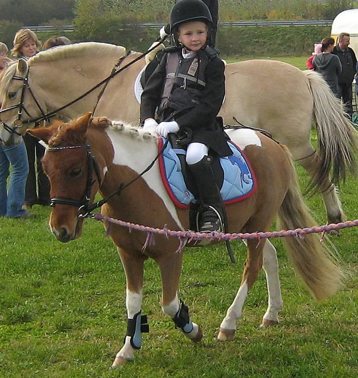 Shetlænder Hugo Boss*solgt* billede 15