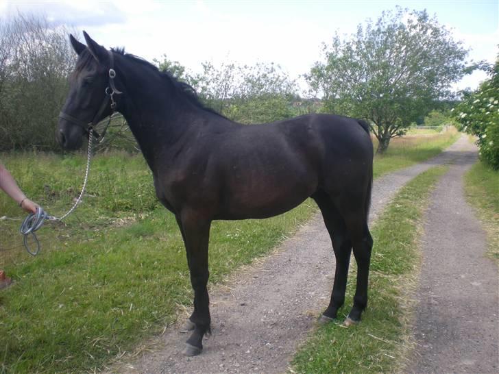 Dansk Varmblod Zorba billede 1