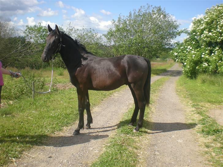 Dansk Varmblod Zorba billede 2