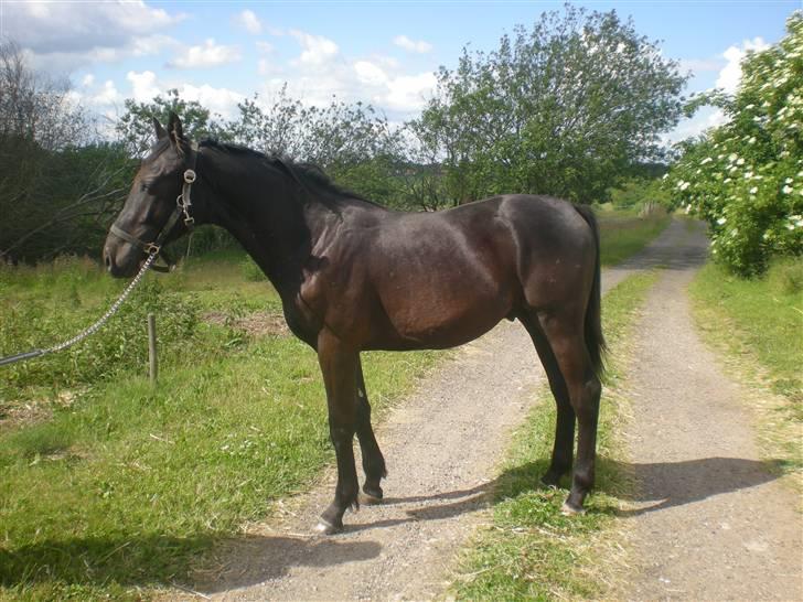 Dansk Varmblod Zorba billede 3