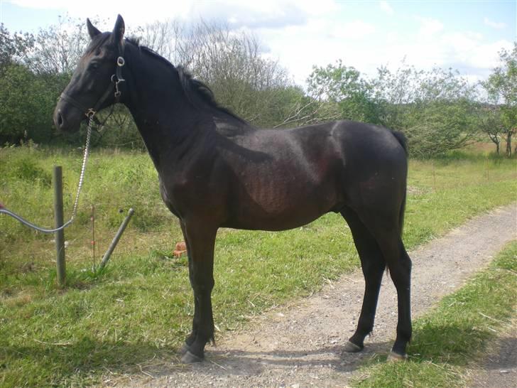 Dansk Varmblod Zorba billede 5