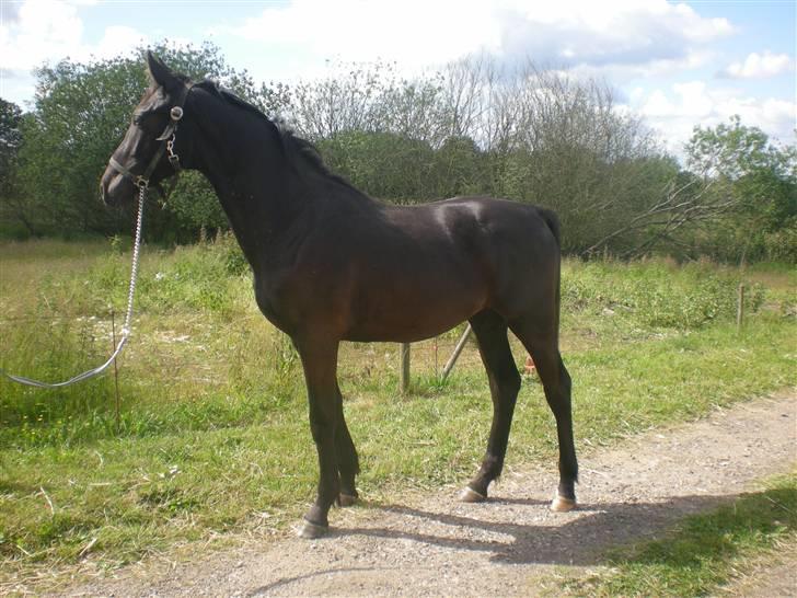 Dansk Varmblod Zorba billede 6