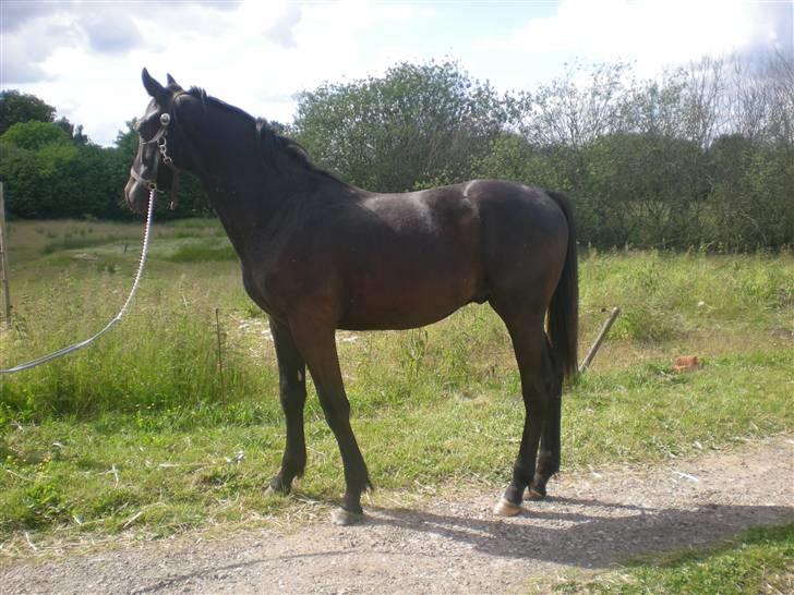 Dansk Varmblod Zorba billede 7