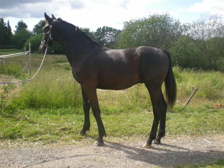 Dansk Varmblod Zorba billede 8