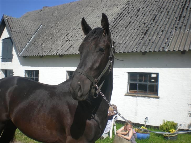 Dansk Varmblod Zorba billede 9