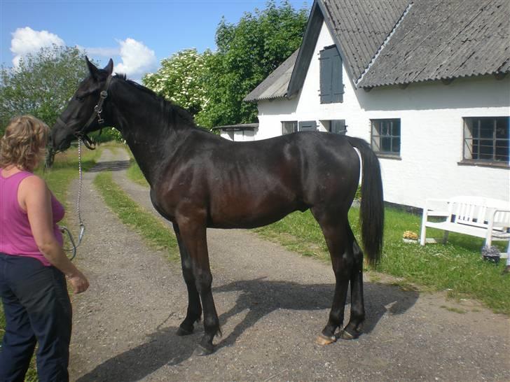 Dansk Varmblod Zorba billede 10