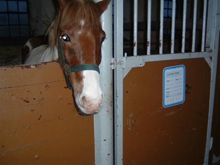 Anden særlig race Indianajones <333 R.I.P - Her er lille søde indi. billede 4