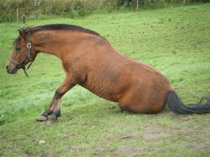 Anden særlig race Stardust(Duddi) billede 3