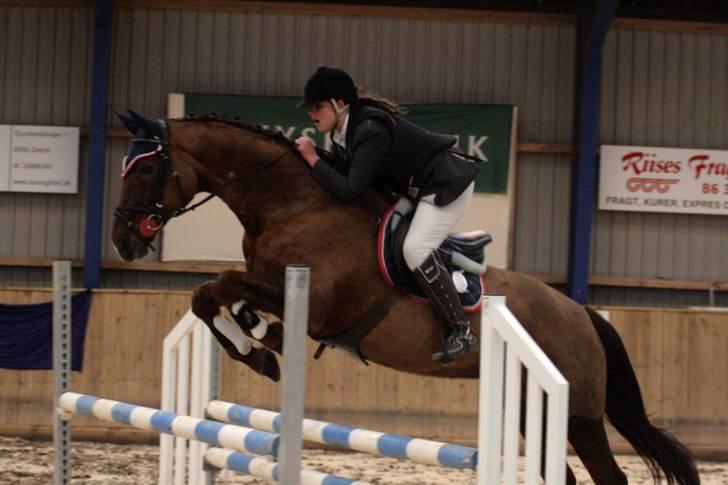 Hannoveraner Bona Laudata(aflivet:'() - LB i DRK vandt! Ö foto:strømpen billede 14