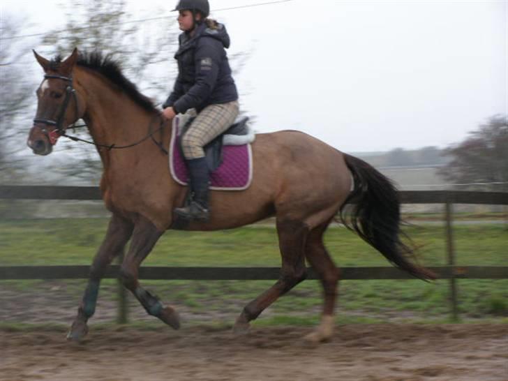 Hannoveraner Bona Laudata(aflivet:'() - du er så perfekt(L)<3333333  billede 16