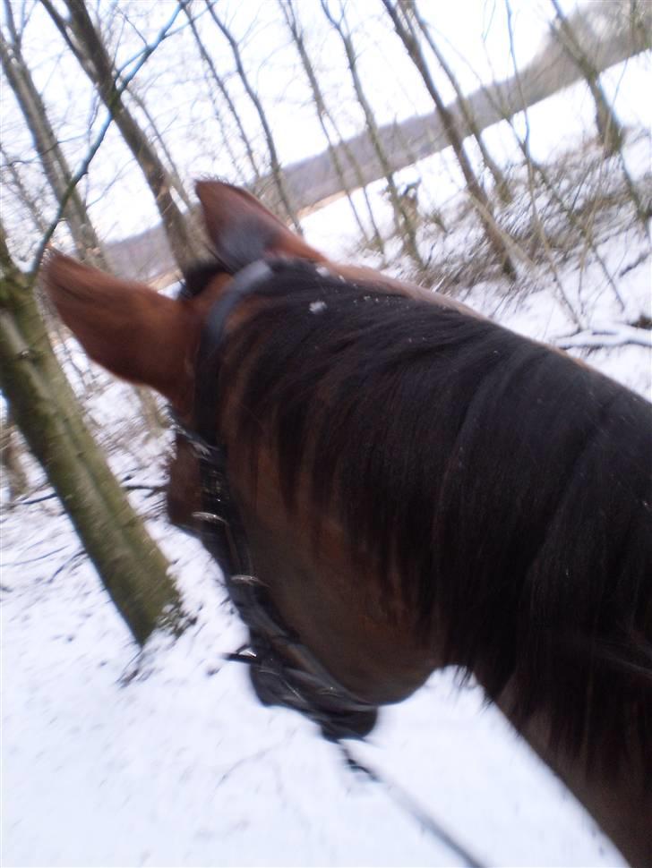 Hannoveraner Bona Laudata(aflivet:'() - i skoven i febuar!<33 billede 18