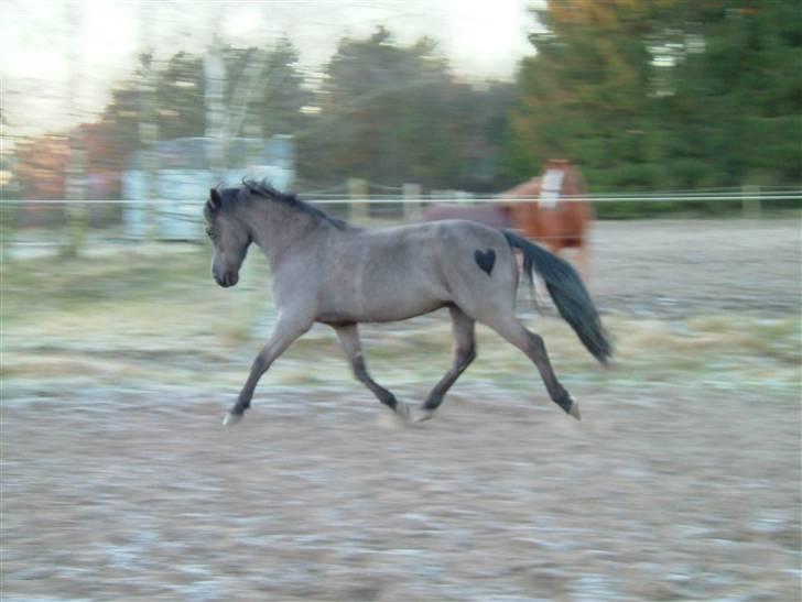 Anden særlig race Gizmo *solgt* - giz på fold billede 19