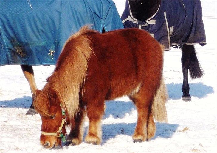 Shetlænder Møllebakkens Lukas - Vinterpels.dk! :D Det må godt nok være varmt! :´) billede 11