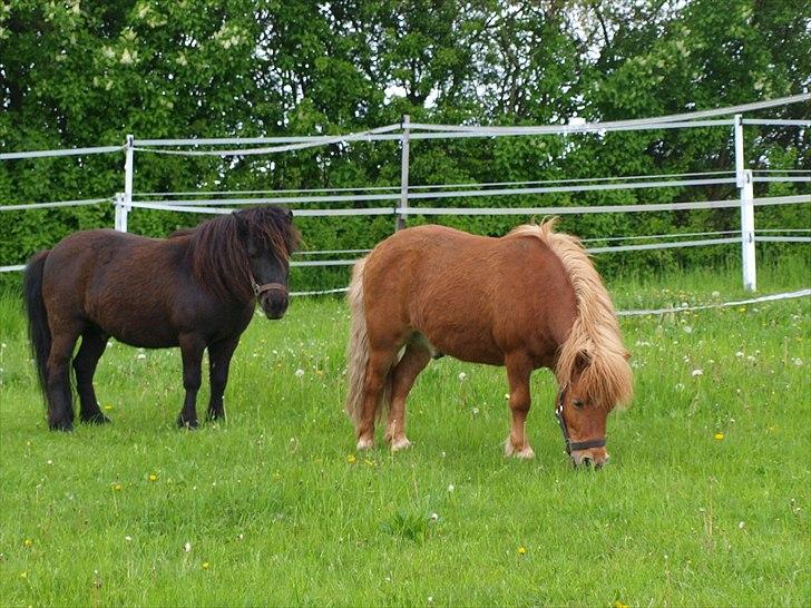 Shetlænder Møllebakkens Lukas - De to små! :D billede 12