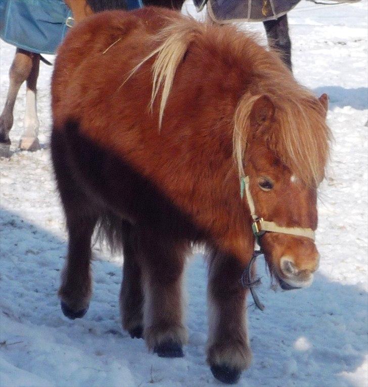Shetlænder Møllebakkens Lukas - Hej vinter Lukas! billede 13