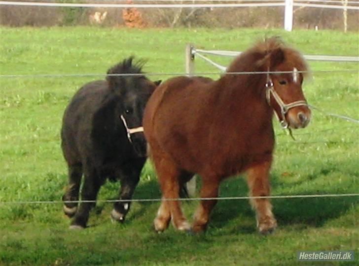 Shetlænder Møllebakkens Lukas - Weee! Fart på de to små <3 (; billede 14
