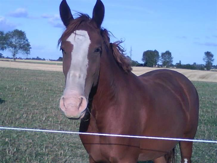 Anden særlig race Laika  (passer) - Åh, ja. Godt ser man jo ud. billede 1