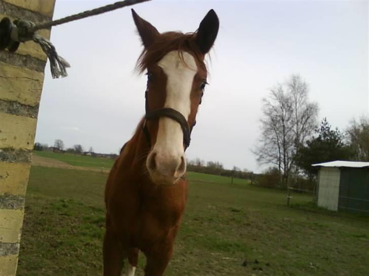 Anden særlig race Laika  (passer) - Hmm, har du noget godt at spise?? billede 2