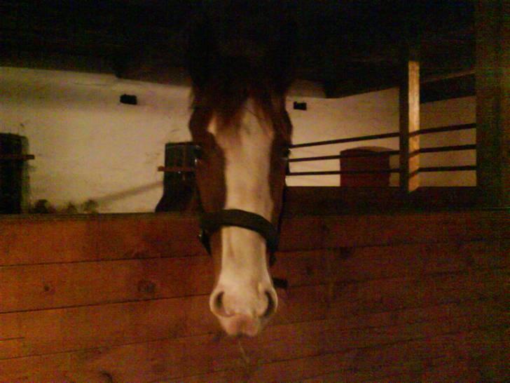 Anden særlig race Laika  (passer) - Laika hygger i boksen. billede 3