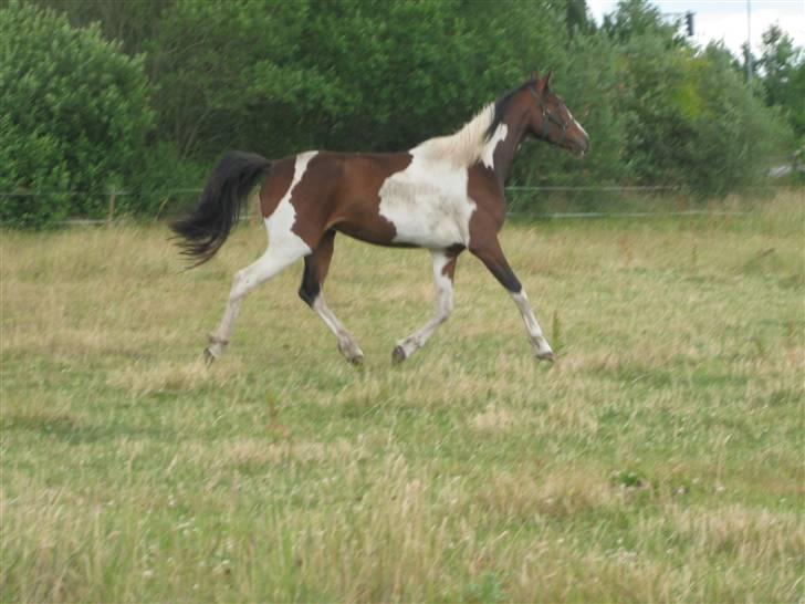 Pinto Sandra  - Skøn gang:) billede 9