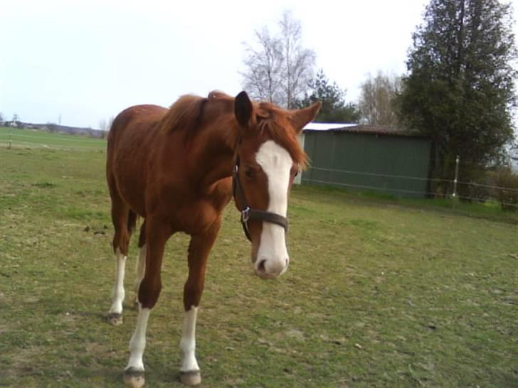 Anden særlig race Laika  (passer) - En smule træt har man vel lov til at være.. billede 4
