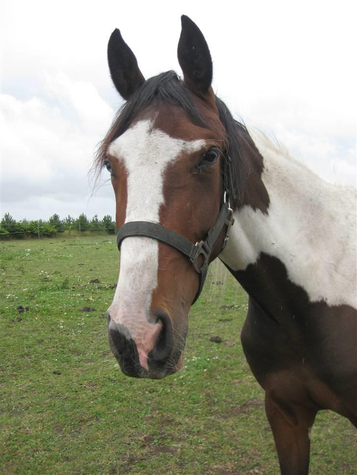 Pinto Sandra  - heii  alle der ude *bank bank * billede 10