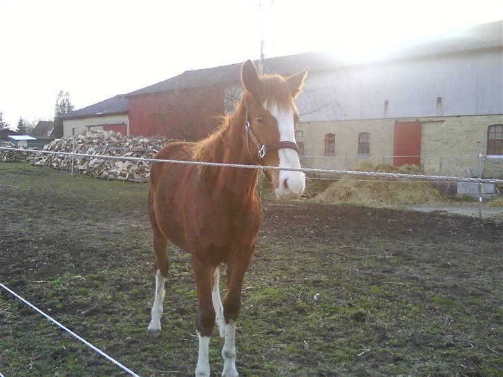 Anden særlig race Laika  (passer) - Smukke Laika på folden. billede 5